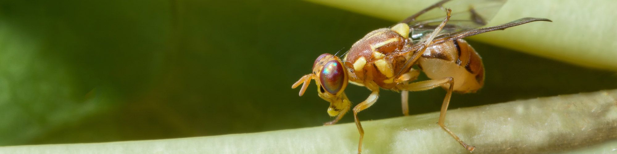 Drosophila - Rudi Ulmer Schädlingsbekämpfung